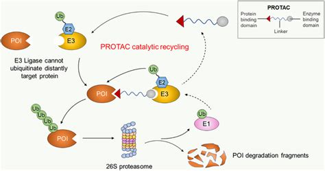 The mechanism of PROTAC‐mediated target protein degradation. PROTACs... | Download Scientific ...