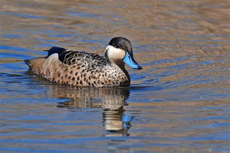 Blue-billed Teal – Holmen Birding Safaris