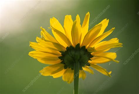 Thin-leaved sunflower - Stock Image - B539/0529 - Science Photo Library