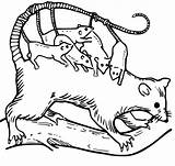 Opossum Hanging Coloring Page sketch template