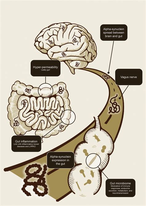 The microbiome-gut-brain axis in Parkinson’s disease - Neurotorium