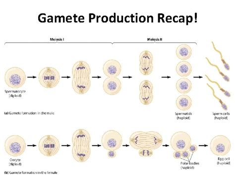 Gamete Formation animals Spermatogenesis Oogenesis Meiosis takes place