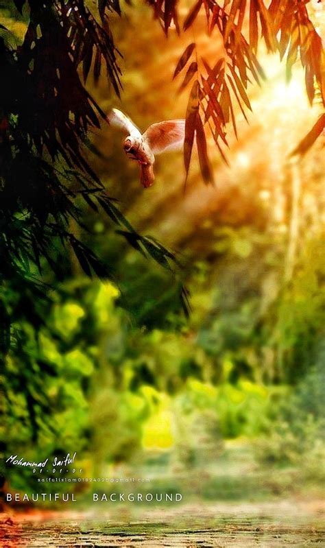 a bird flying through the air over a forest filled with trees and ...