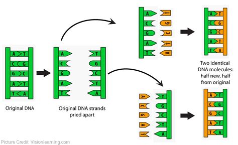 5 animation on dna replication in Biological Science Picture Directory - Pulpbits.net ...