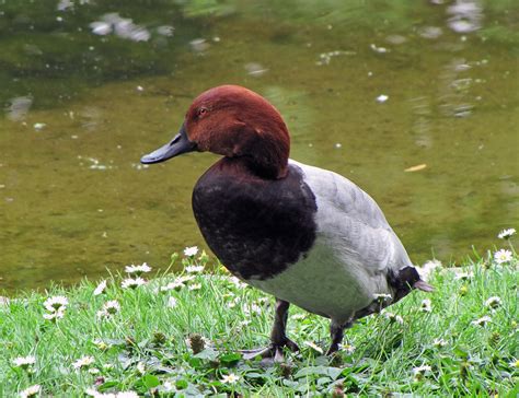 Common pochard (Aythya ferina)