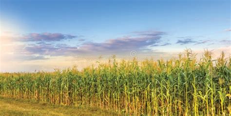 Corn Field Background