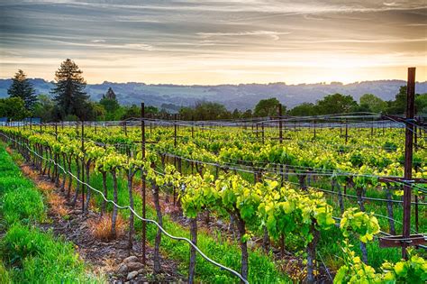 Sonoma or Napa: the Best Northern California Wine Trip for First-Timers