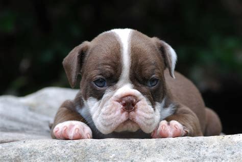 Chocolate Olde English Bulldogge Puppies For Sale