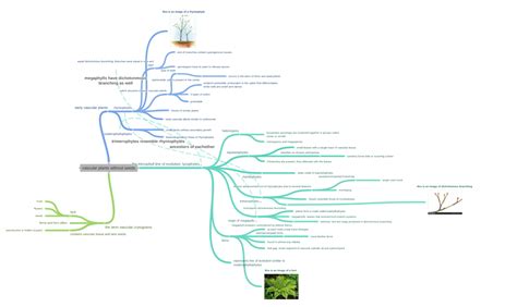 vascular plants without seeds (the microphyll line of evolution:…