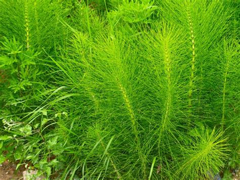 Horsetail Herb Uses - Information On Caring For Horsetail Plants