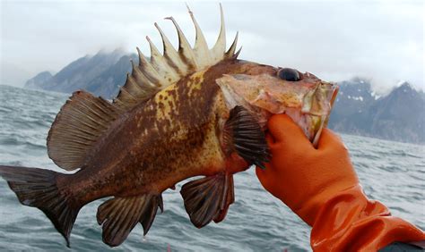 Quillback_Rockfish - Northwest Fishing News