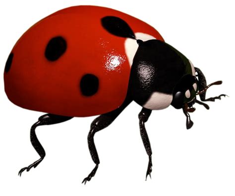 Ladybird Insect Clip art - Ladybug png download - 850*707 - Free ...