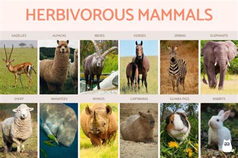 Herbivorous Mammals Definition And Types With Examples, 53% OFF