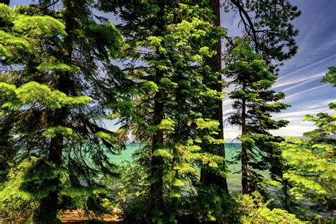 Summer Trees in Lake Tahoe Photograph by Christopher Johnson - Fine Art America