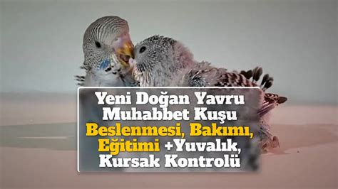 Yeni Doğan Yavru Muhabbet Kuşu Beslenmesi, Bakımı, Eğitimi +Yuvalık, Kursak Kontrolü