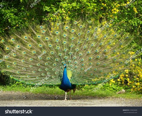 327 Full Body Peacock Images, Stock Photos & Vectors | Shutterstock