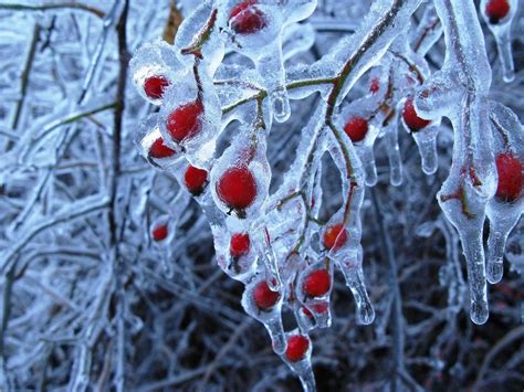 30 Shivering Ice storms Photography Snow And Ice, Fire And Ice, Amazing Nature, Beautiful Things ...