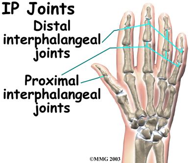 Physical Therapy in Reading, Sinking Spring, Wernersville, Berks county for Hand - Anatomy