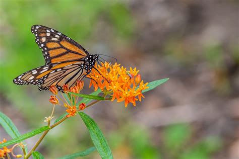 North American monarch butterfly enters endangered status – KIWARadio.com