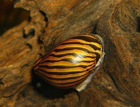 Algae Eating Green Tiger Nerite Snail | Arizona Aquatic Gardens