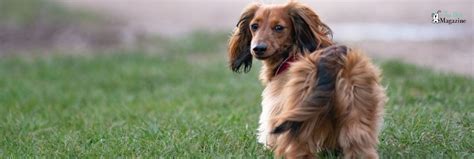 Long-haired dachshund