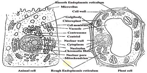 Structure of Living Cell - QS Study