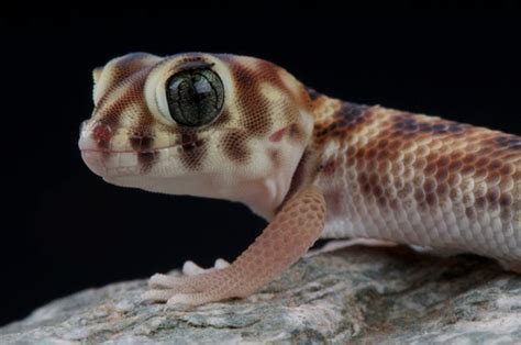 Frog Eye Gecko for Sale | Reptiles for Sale