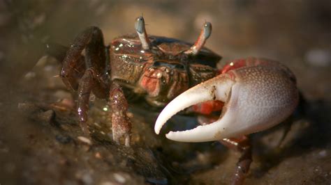 Fiddler crabs produce more carbon dioxide than their marshy homes can ...