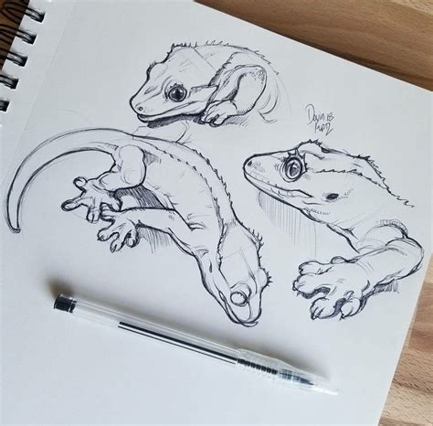 Crested gecko | Animal sketches, Animal drawings, Animal art