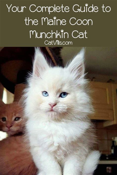 Want A Maine Coon Munchkin Cat Breed Mix? Read These Facts Right Now