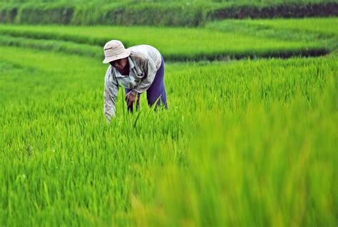 How Technology Improves Rice Production Worldwide - The Borgen Project