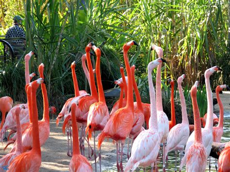 Flamingos Flock by RichGinter on DeviantArt