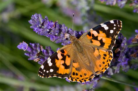 THE PAINTED LADY BUTTERFLY |The Garden of Eaden