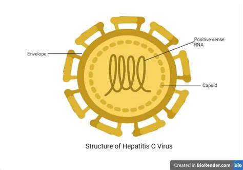 Hepatitis C Virus: Structure, Pathogenesis, and Diagnosis • Microbe Online