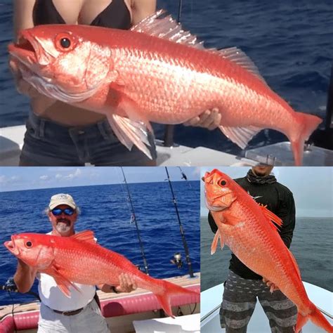 Fish School: Snapper Identification - Coastal Angler & The Angler Magazine