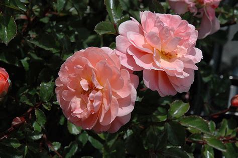 Apricot Drift® Rose – Wilson Nurseries