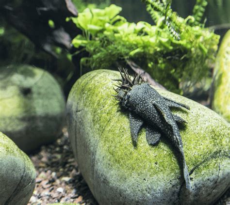 Bristlenose Pleco Care Guide & Species Profile