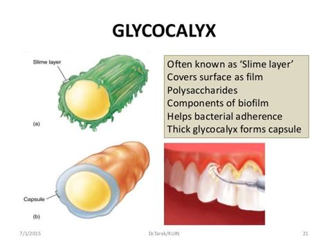 Bacterial morphology I