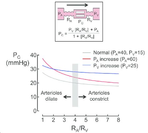 Theoretical prediction of capillary hydrostatic pressure as a function... | Download Scientific ...