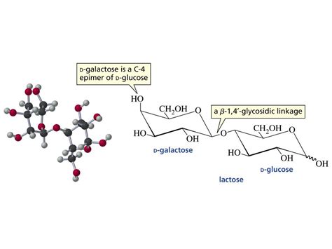 Figure Number: 22-00CO Title: Alpha and Beta d-Glucose - ppt download