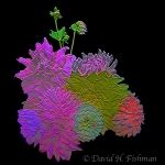 Flower Portraits - Fishman Botanical Portraits - Fine Art Botanical Photography - David H ...