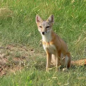 Swift Fox - Facts, Diet, Habitat & Pictures on Animalia.bio