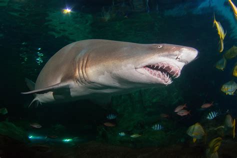 Creature Case Study: Sand Tiger Shark - Blue Planet Aquarium