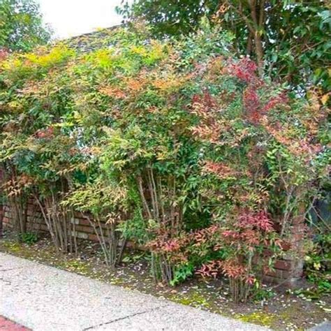 Heavenly Bamboo Nandina | Evergreen Color — PlantingTree.com