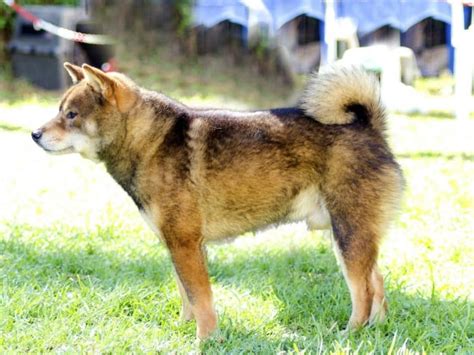 Shiba Inu Colors: The Different Variations of a Shiba Inu – NorCal Shiba