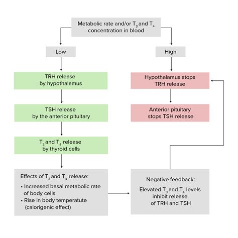 Bocio | Concise Medical Knowledge