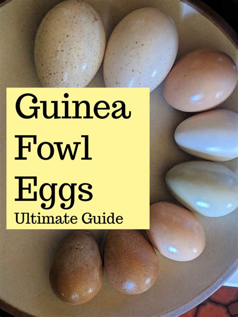 Guinea Fowl: Eggs, Food, Types (Ultimate Guide) ⋆ 101 Homesteading