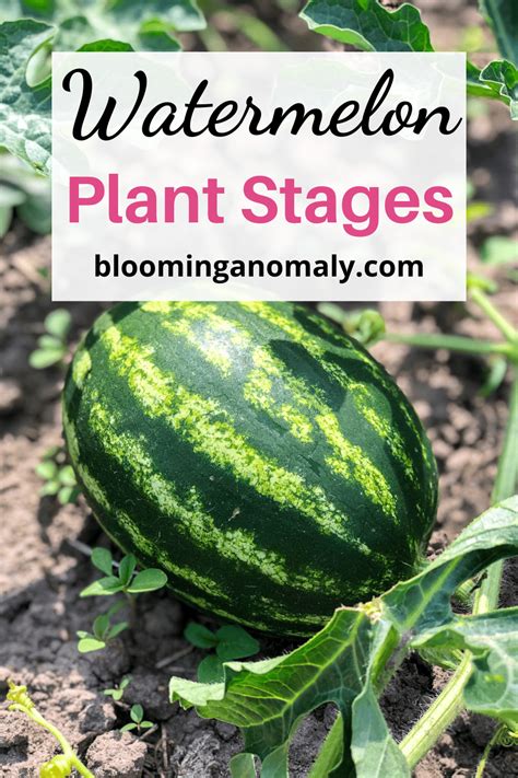 Growing Watermelon Plant Stages Guide - Blooming Anomaly