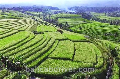 The Terrace Rice Field Tours in Bali - BaliCabDriver