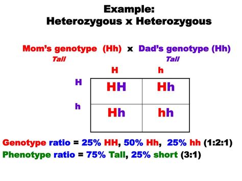 PPT - Monohybrid and Dihybrid PowerPoint Presentation, free download - ID:1895081